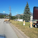 American Elk