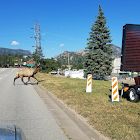 American Elk