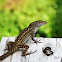 Brown Anole