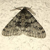 Toothed Phigalia Moth male