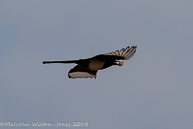 Magpie; Urraca