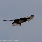 Magpie; Urraca