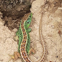 Sand lizard male