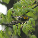 Black-Throated Green Warbler