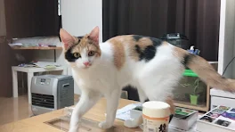 猫は飼い主の心を分かってる！1