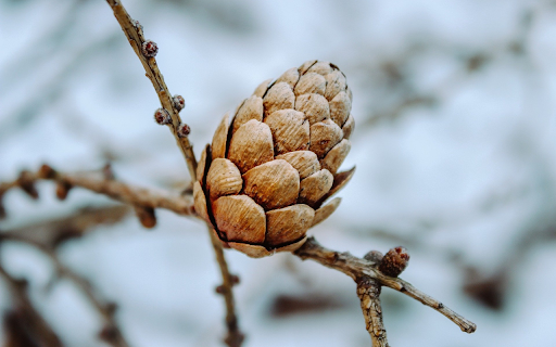 Dried pine cones on branches screenshot 1
