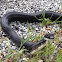 Black Rat Snake