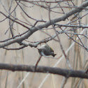 Ruby-crowned Kinglet