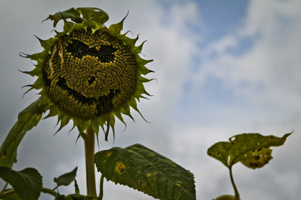 Sorriso floreale di Bellaventu