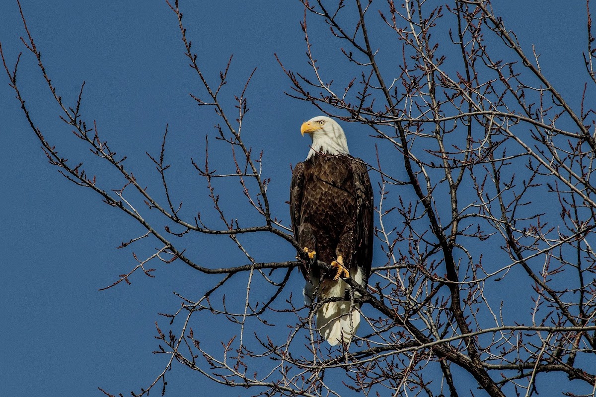 Bald Eagle