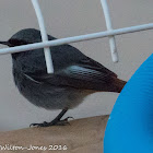 Black Redstart; Colirrojo Tizón