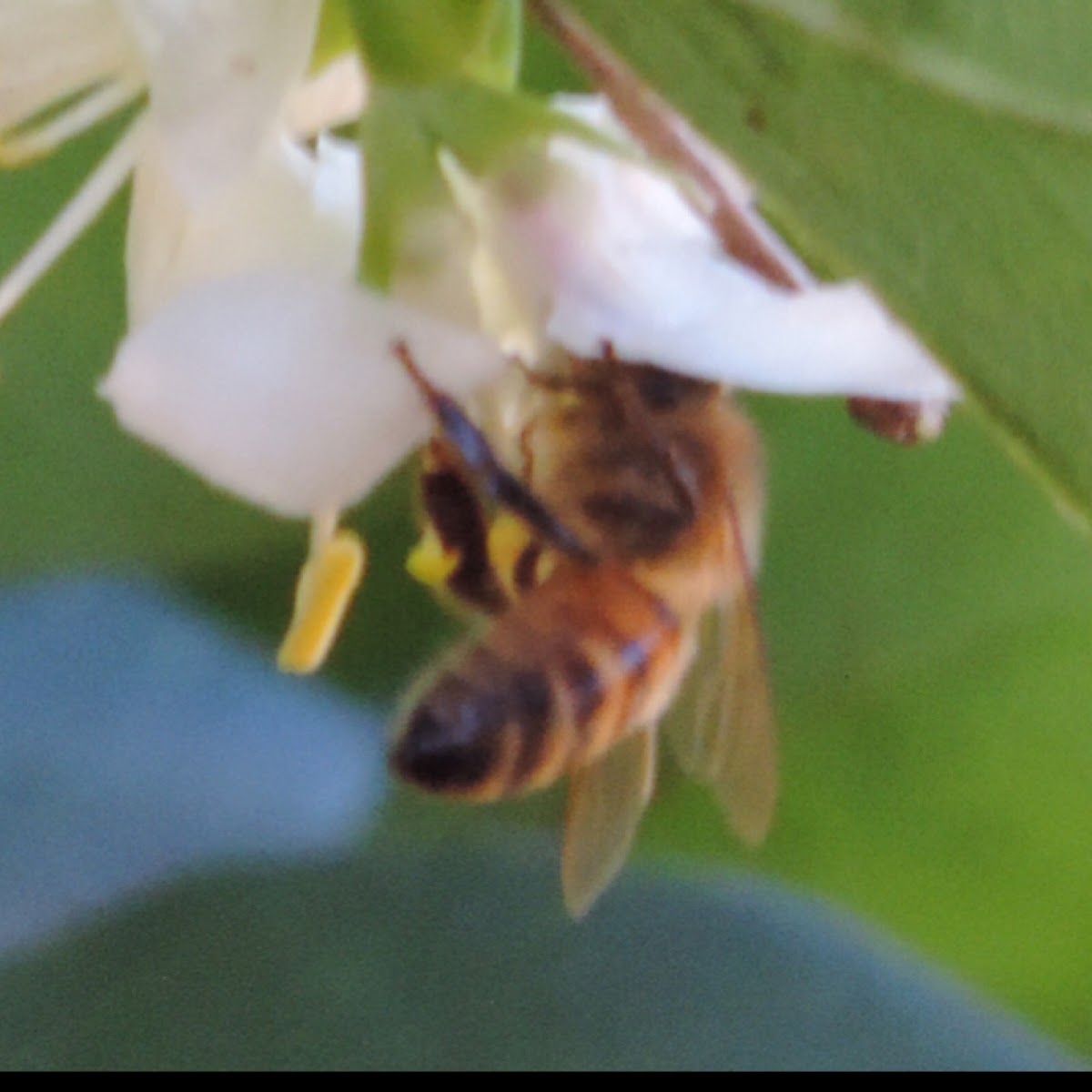 Honey Bee