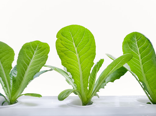 How to grow lettuce hydroponically in your own home