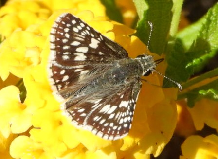 Common checkered-skipper