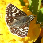 Common checkered-skipper