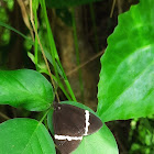 Curoba moth