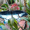 blue mormon