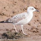 immature gulls