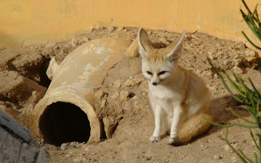 Fennec Fox Perched Quietly Near a Weathered screenshot 2