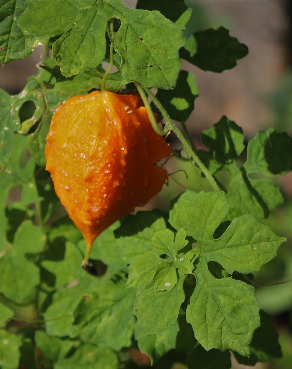 Balsam Apple