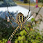 Banded garden spider