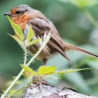 Robin