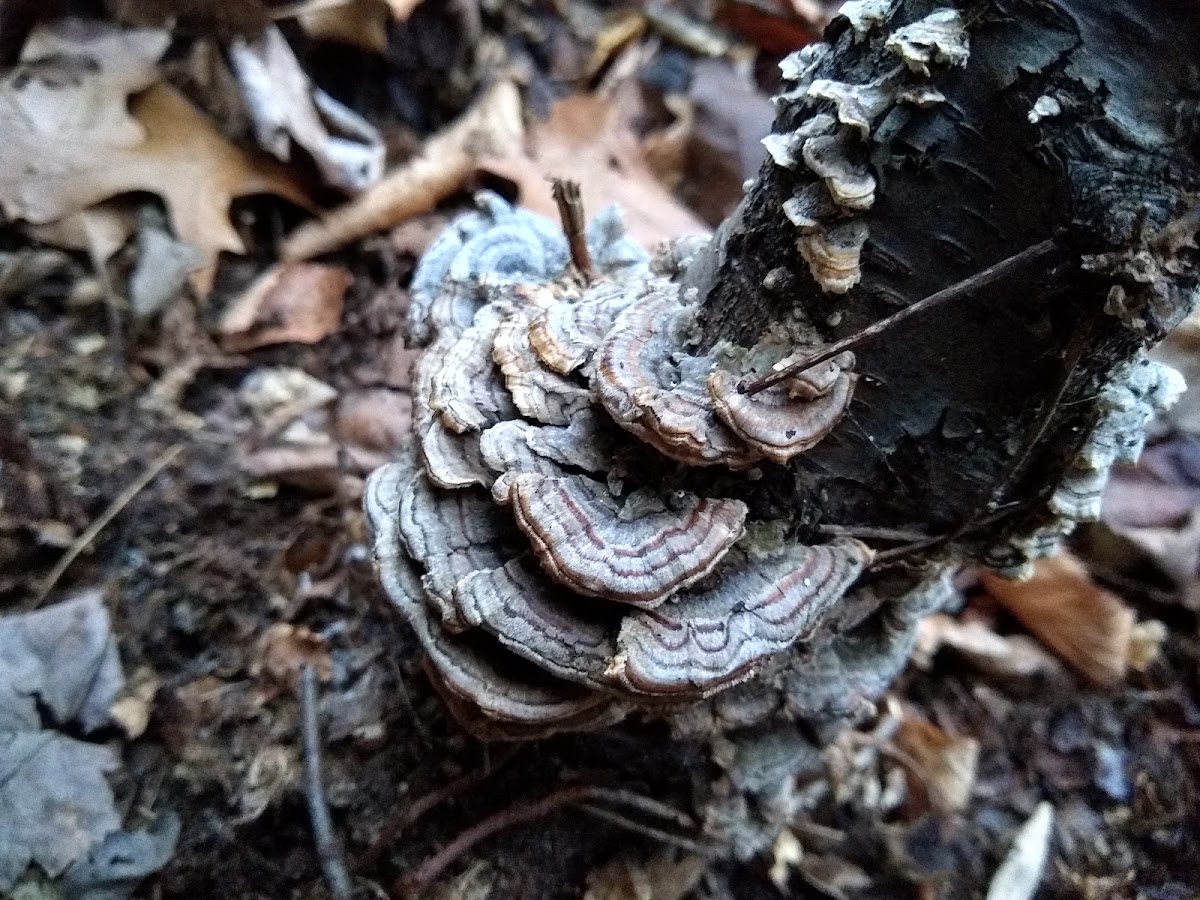 Blue Turkey Tail