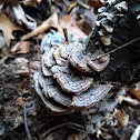 Blue Turkey Tail