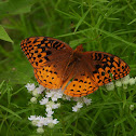 Great spangled fritillary