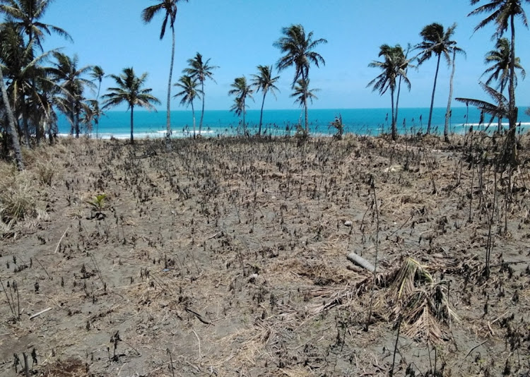 Volcanic ash blankets the western side of Tongatapu island following the eruption of Hunga-Tonga-Hunga Ha’apai on January 15 2022. Picture: REUTERS/VILIAMI T MANU