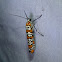 Ailanthus Webworm Moth