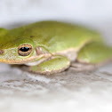 Squirrel Tree Frog