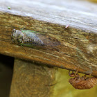 Dog-day Cicada with Exuviae