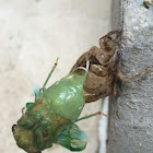 Dog day cicada