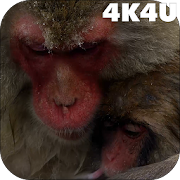 4K Japan Snow Monkeys Video Live Wallpaper  Icon