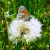 Common Ringlet