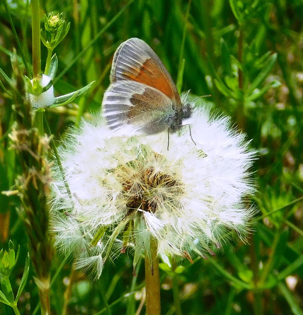 Common Ringlet