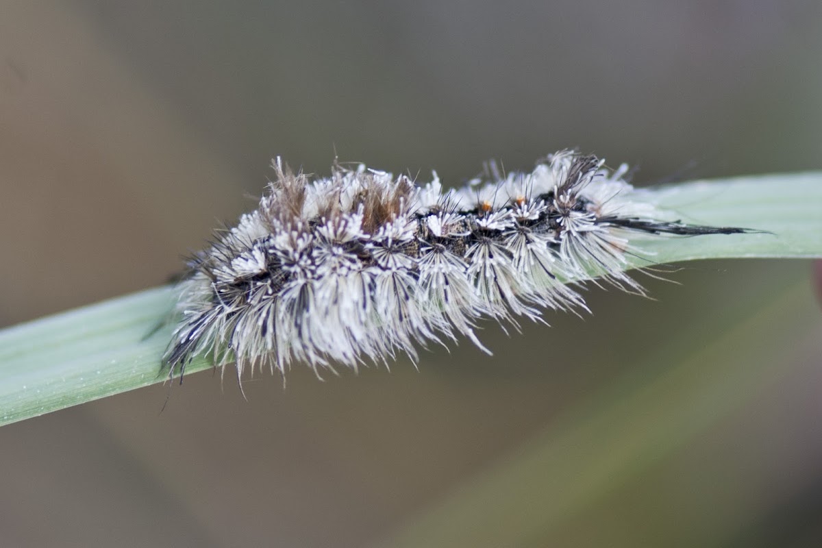 Southern Tussock Moth Caterpillar