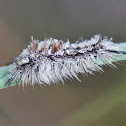 Southern Tussock Moth Caterpillar