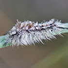 Southern Tussock Moth Caterpillar