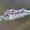 Southern Tussock Moth Caterpillar