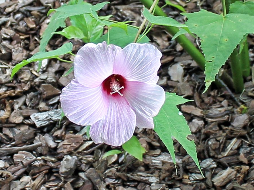 Rose of Sharon