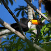 Toco Toucan