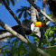 Toco Toucan