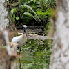 Wood stork