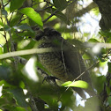 Regent Bowerbird