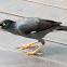 Javan Myna