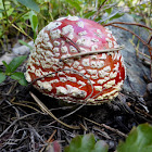 Fly Agaric