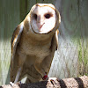 Barn Owl