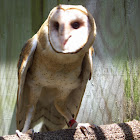 Barn Owl